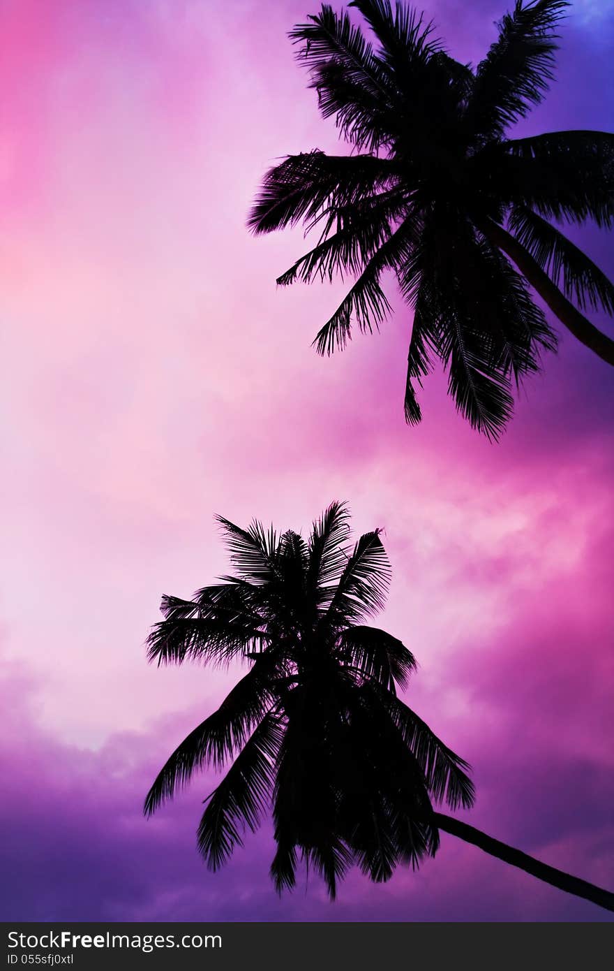 Palms on the beauty sunset sky background. Palms on the beauty sunset sky background