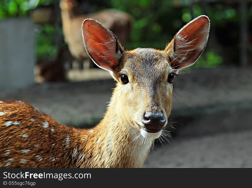 Fawn