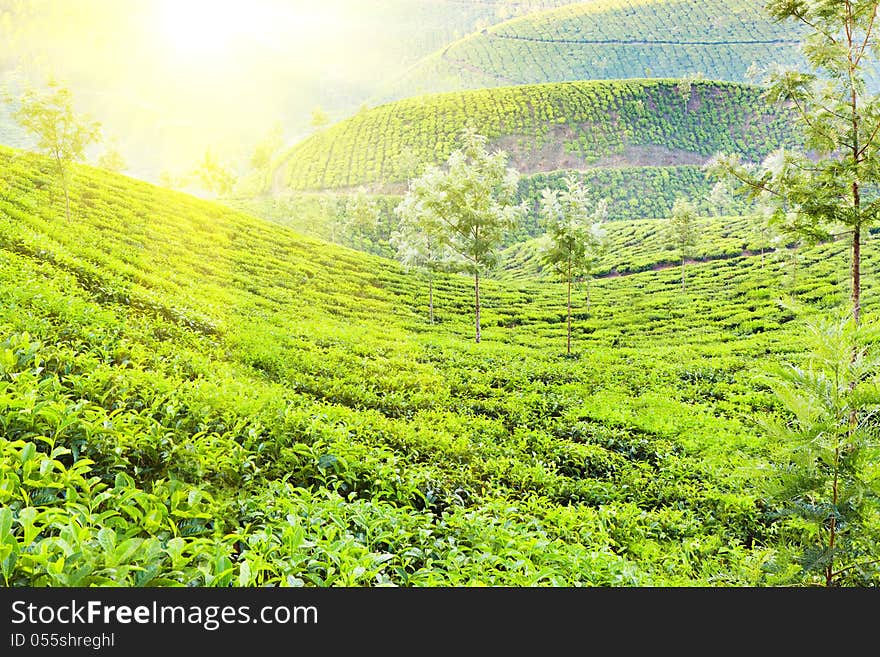 Tea plantation in Munnar, India