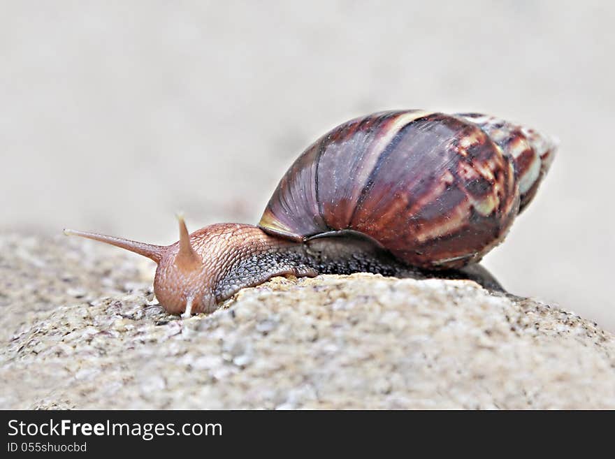 Brown snail on the stone. Brown snail on the stone