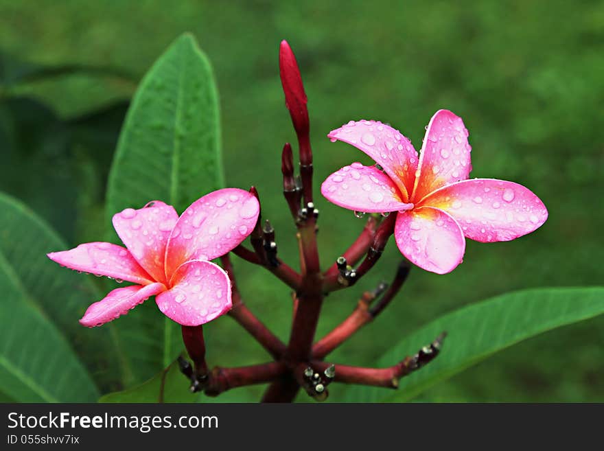 Plumeria flower