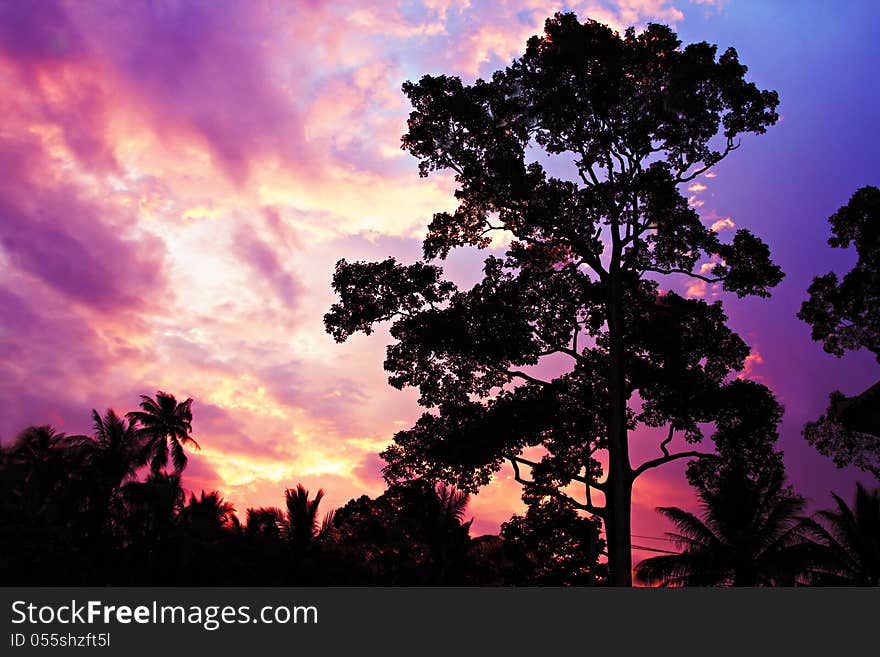 Big tree on the beauty sunset sky background