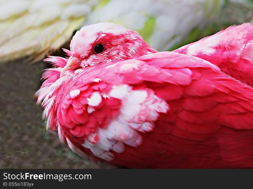 Red pigeon on the grass