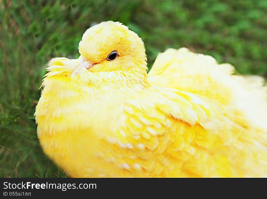 Yellow pigeon on the grass