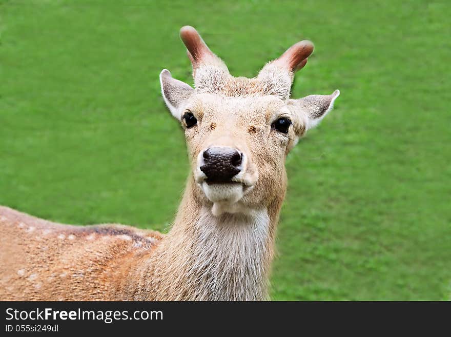 Young dear in the zoo