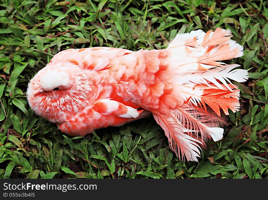 Red pigeon on the grass