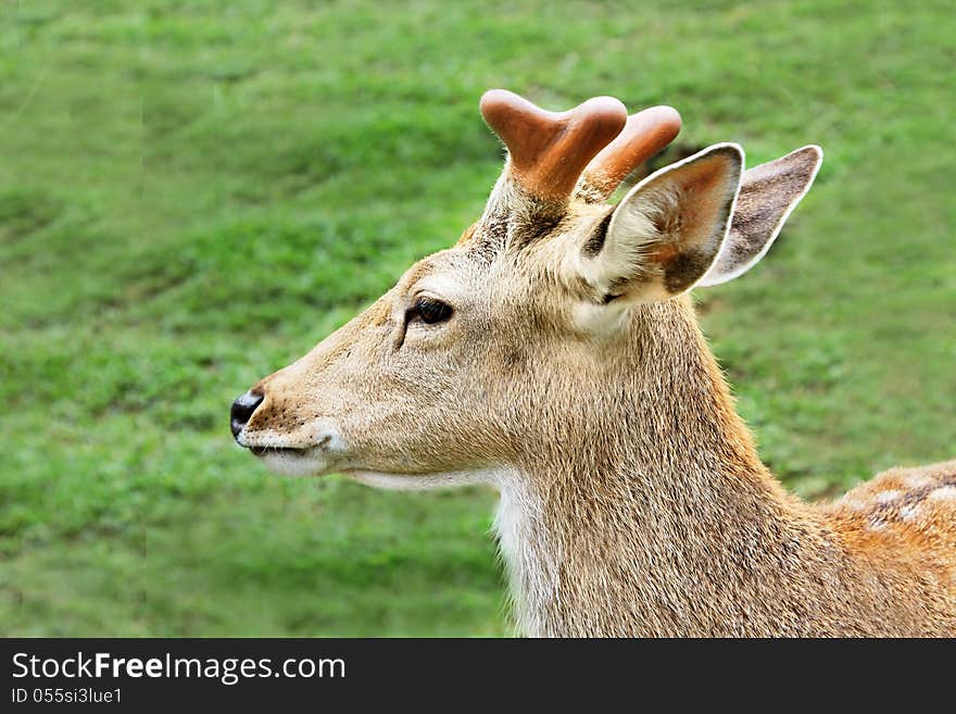 Young dear in the zoo