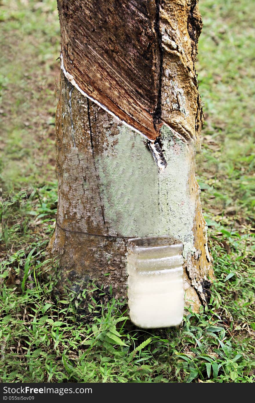 Collecting latex from the tree