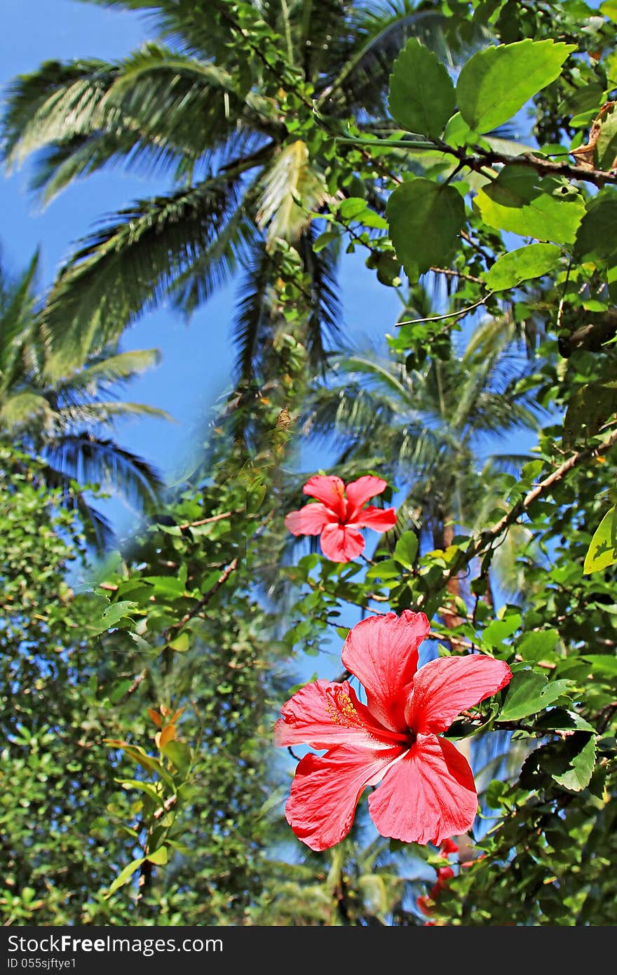 Hibiscus flower in the jungle