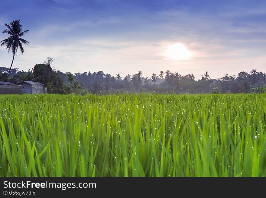 Rice field at the sunset