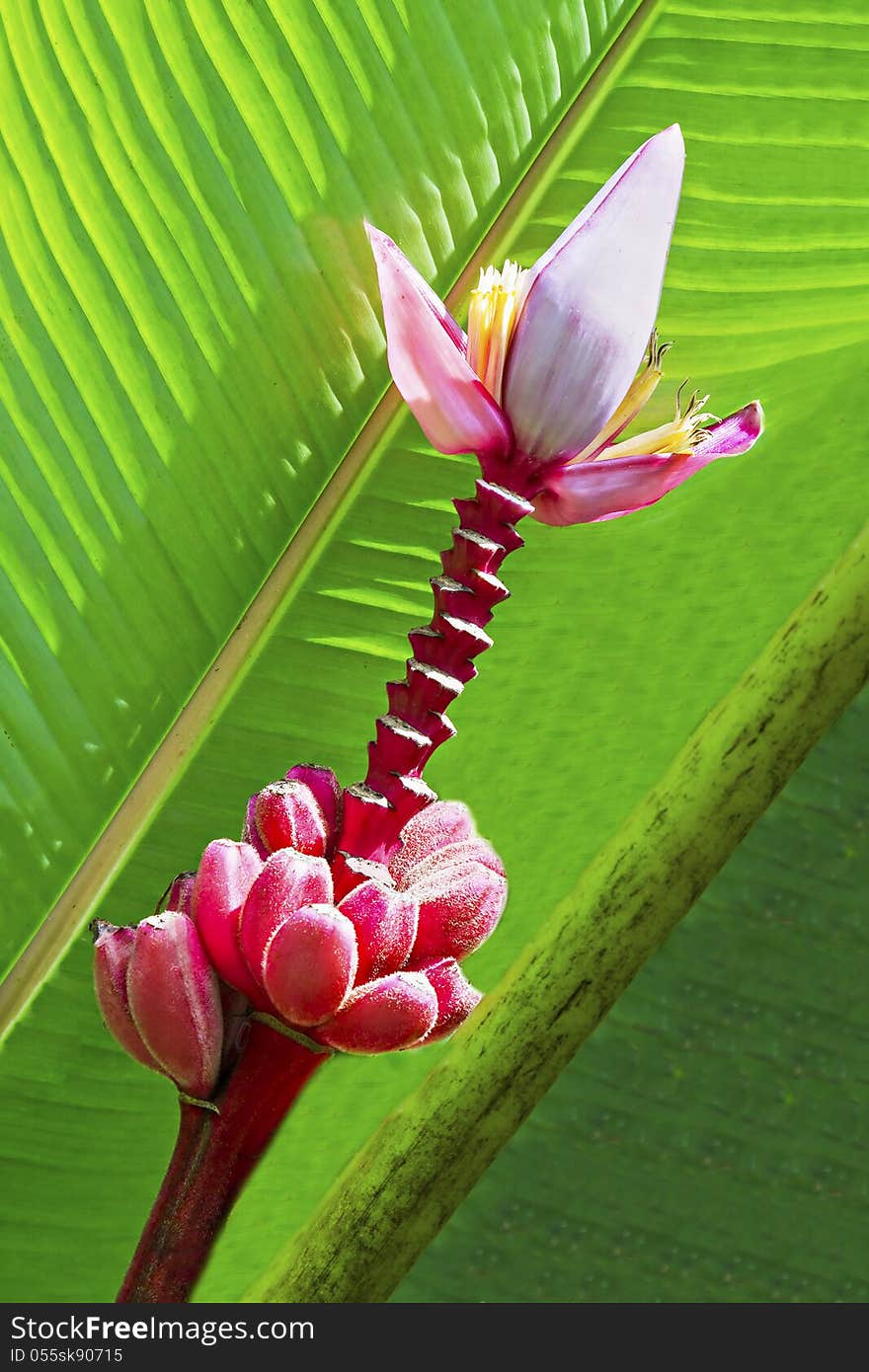 Red bananas with flower on the tree