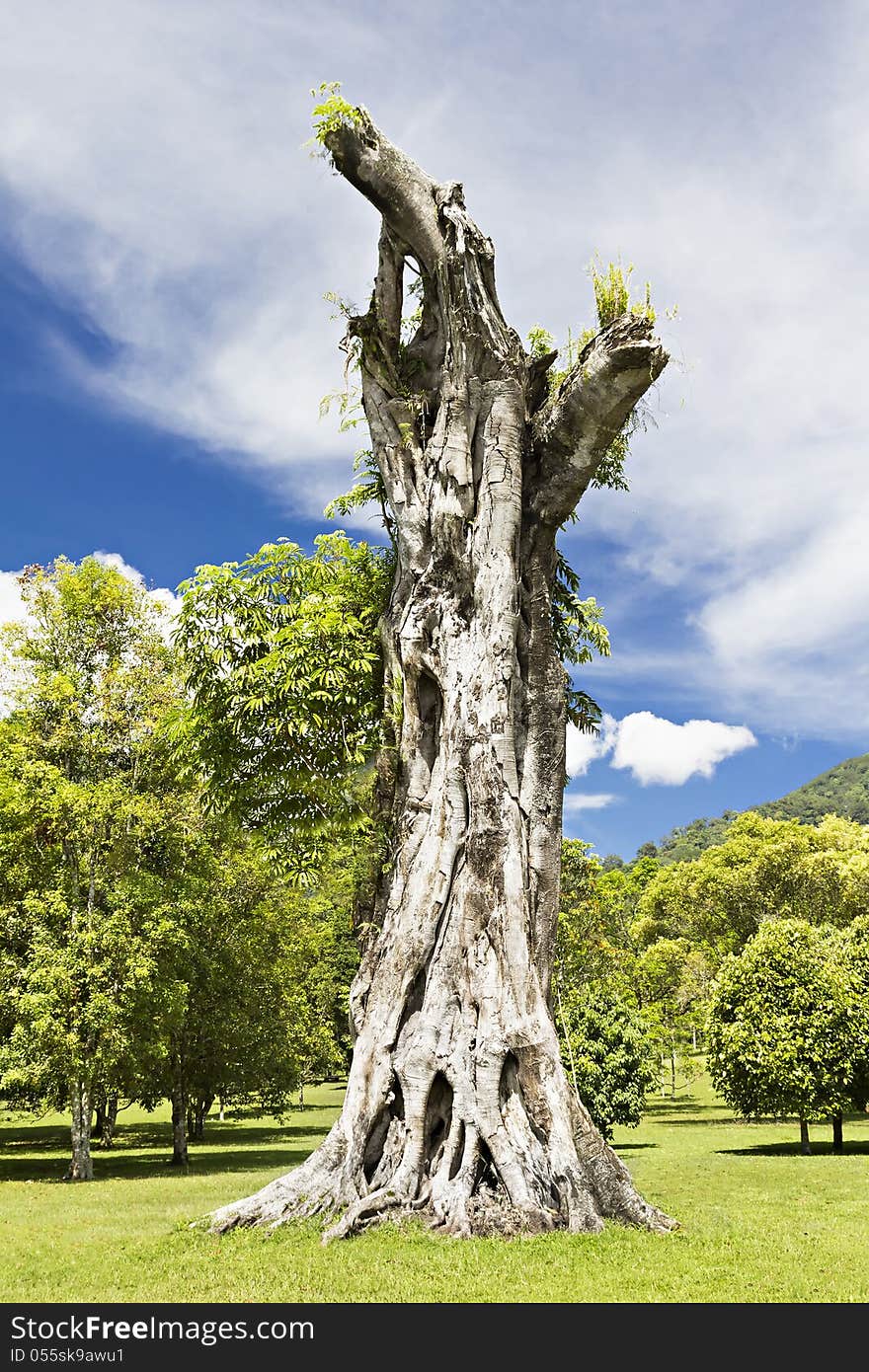 Stump of the giant banyan tree. Stump of the giant banyan tree