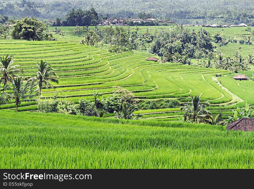 Beautiful rice terraces on Bali