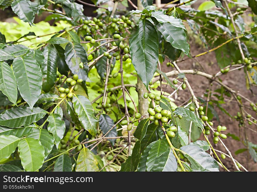 Unripe green coffee berries on the bush