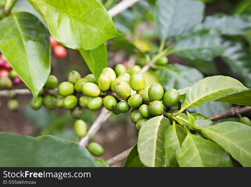 Unripe green coffee berries on the bush