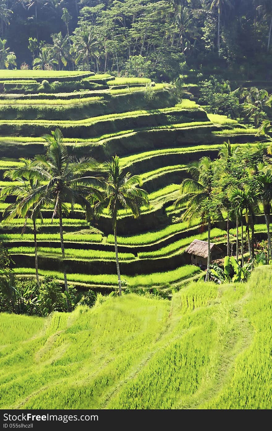 Beauty rice terrace with palms on Bali island