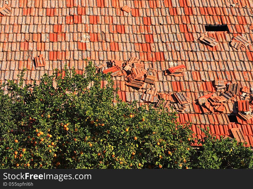 Red grungy tile roof and old orange tree background