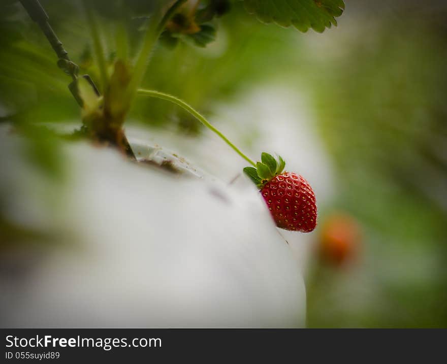 Strawberry At TreeStrawberry At Tree