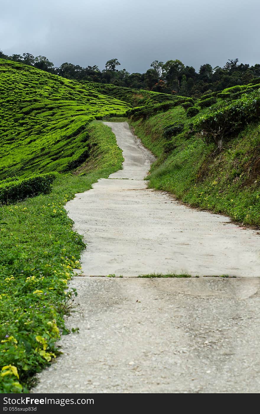 Tea Garden from Cameron Highland Malaysia. The largest tea garden in Malaysia.