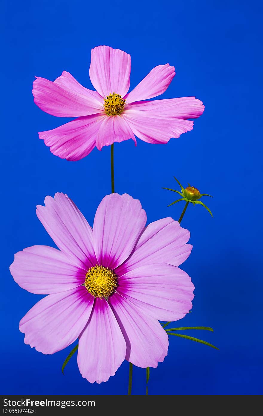 Pink On Blue Cosmos