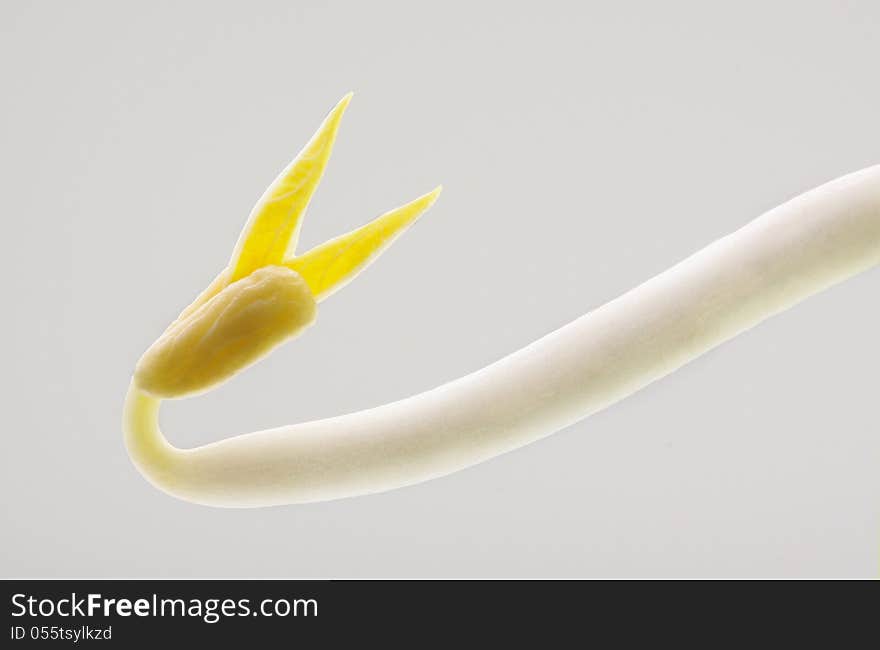 Clouse up beansprout in white background