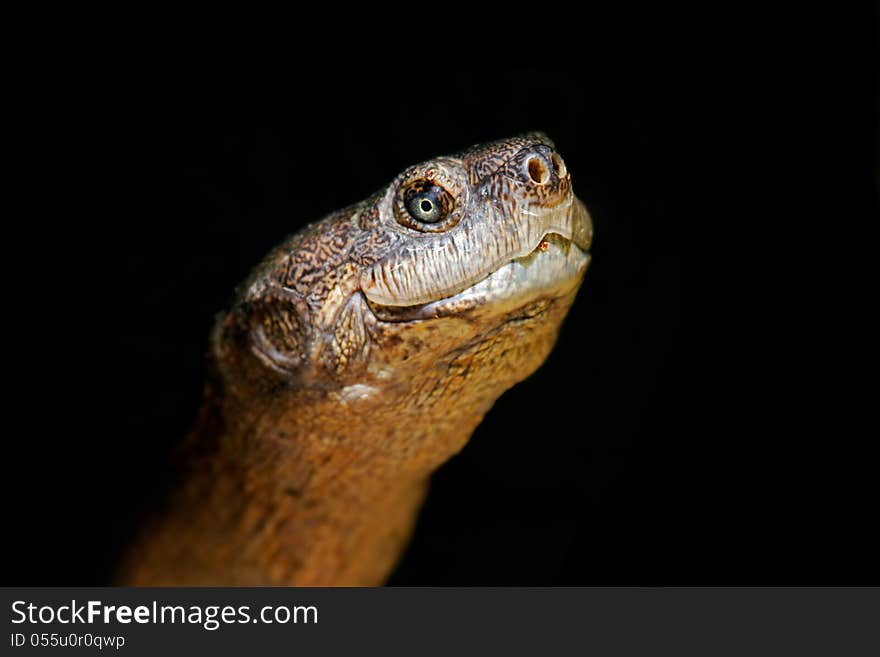 Terrapin Portrait