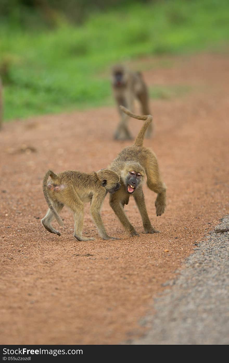 Vervet monkeys playing