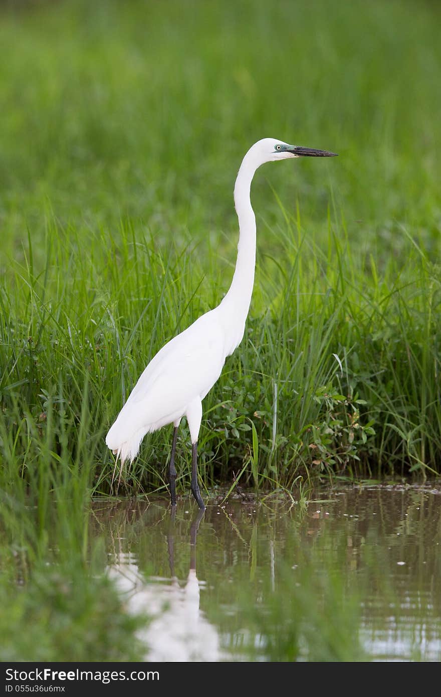 A high resolution image of a Cattle egret