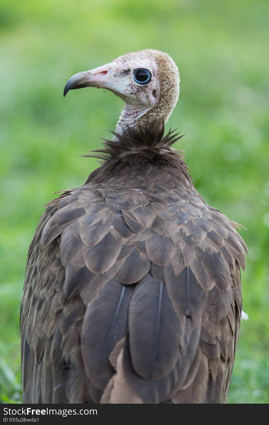 A high resolution image of vultures