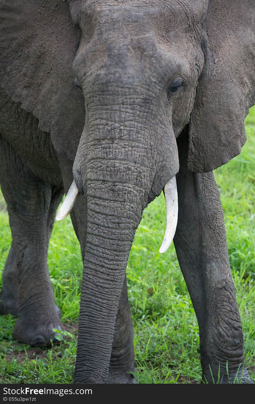 A high resolution image of an elephant in Africa. A high resolution image of an elephant in Africa