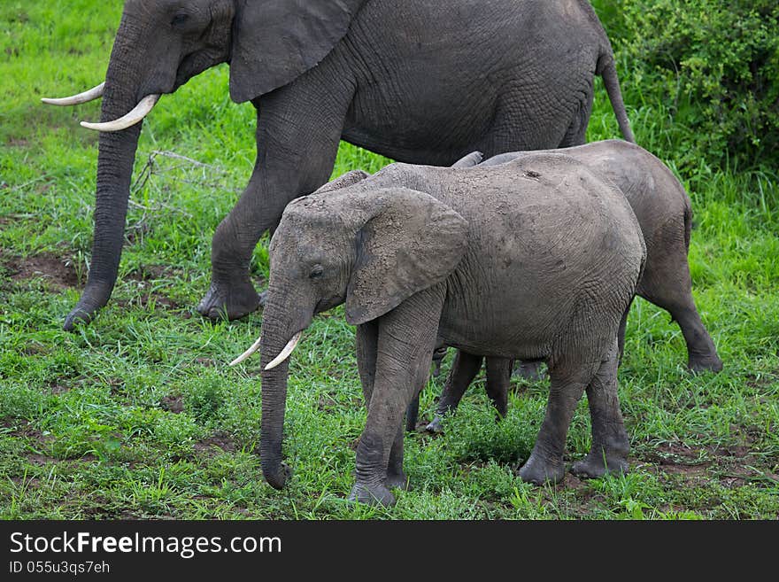 A high resolution image of an elephant in Africa. A high resolution image of an elephant in Africa