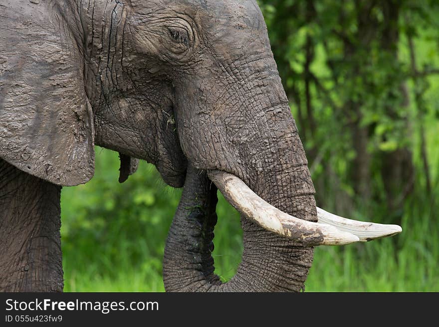 A high resolution image of an elephant in Africa. A high resolution image of an elephant in Africa