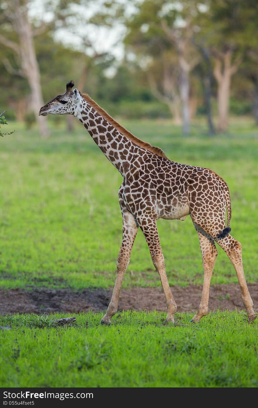 A high resolution image of a giraffe skin pattern. A high resolution image of a giraffe skin pattern