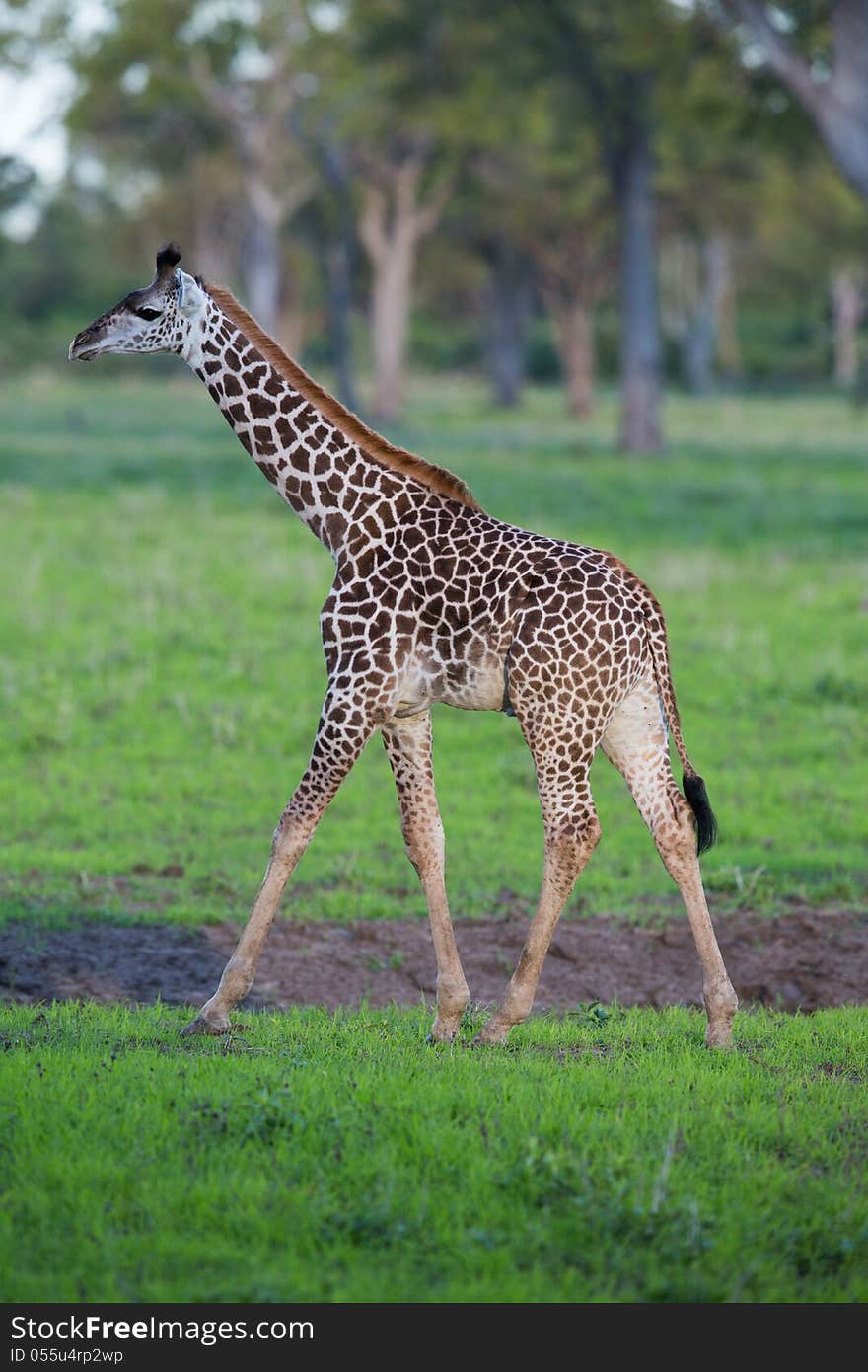 Baby giraffe calf