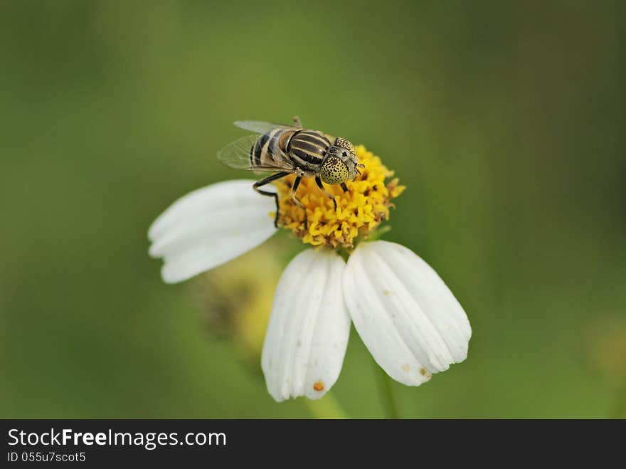 Fly and the flower