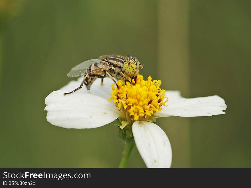 Fly and the flower