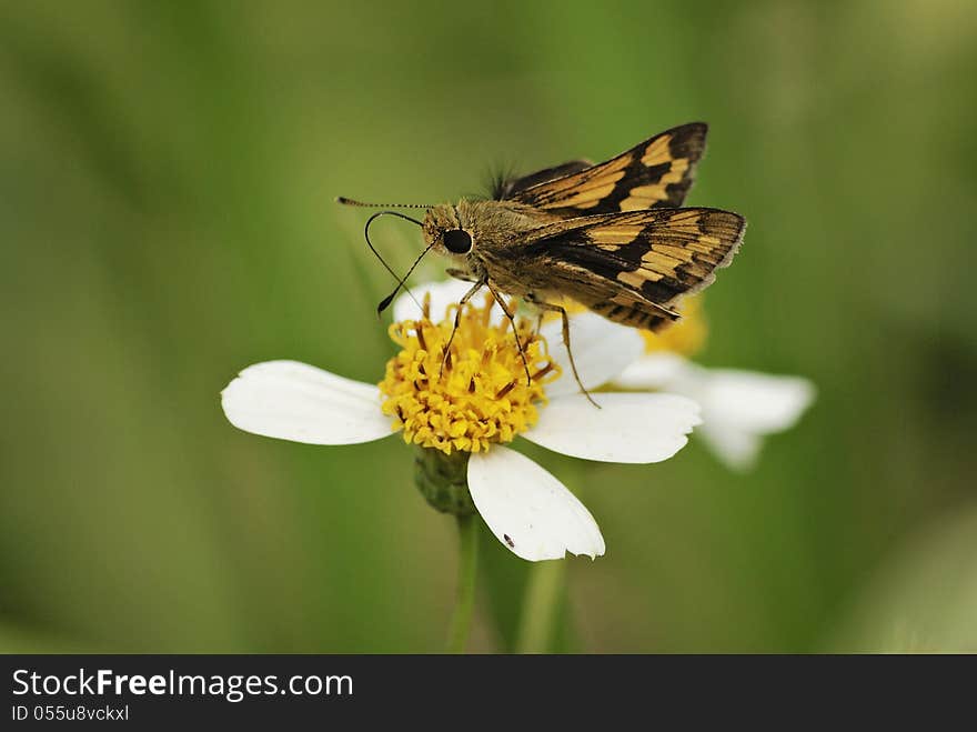 Butterfly and flower