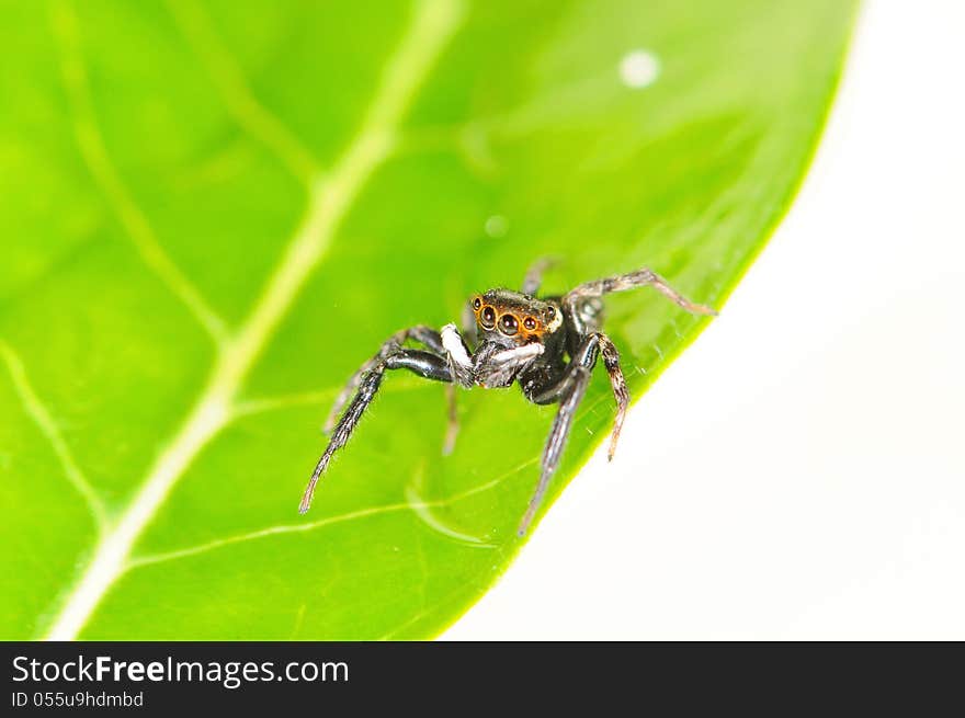 Jumping spider