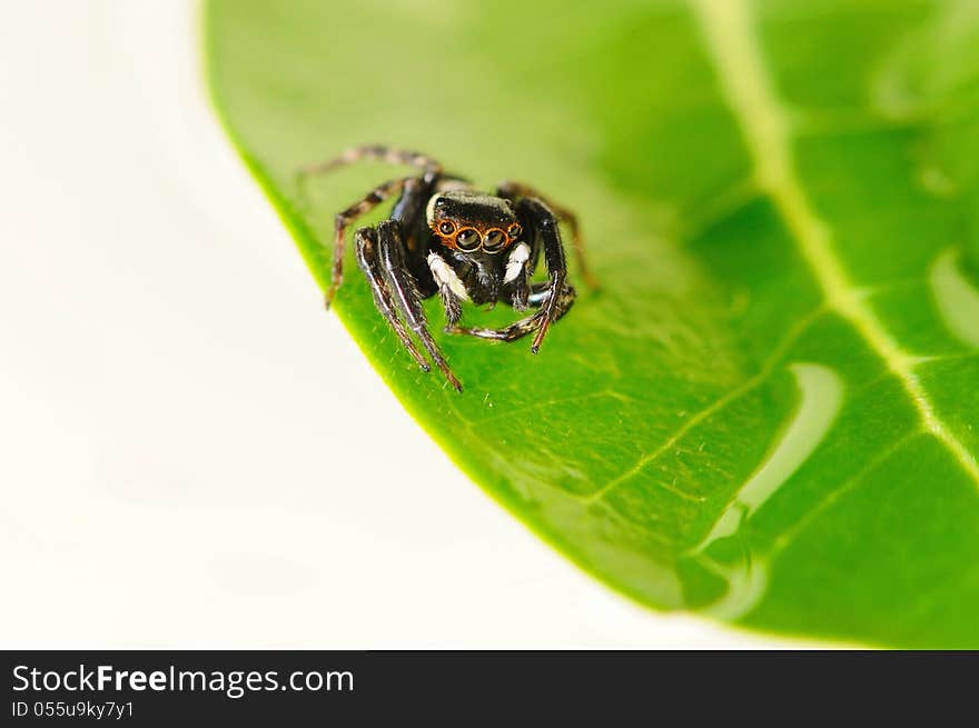 Jumping Spider