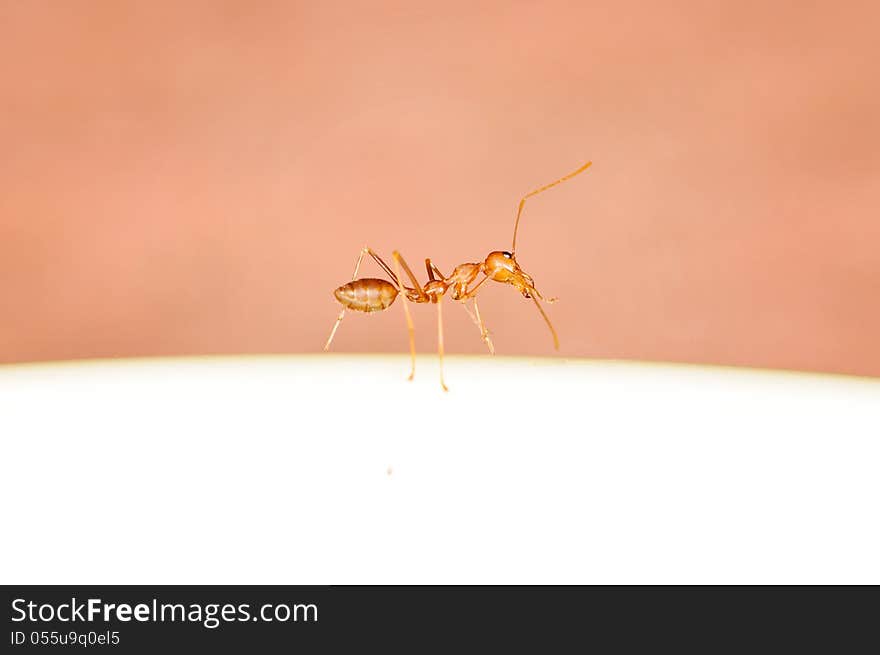 Red Ant