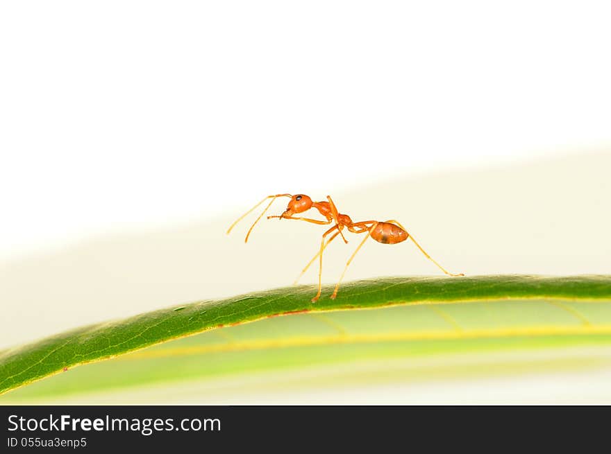 Red ant