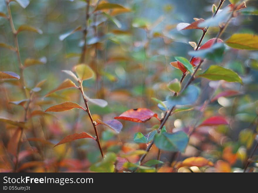 Blurry leaves in spring