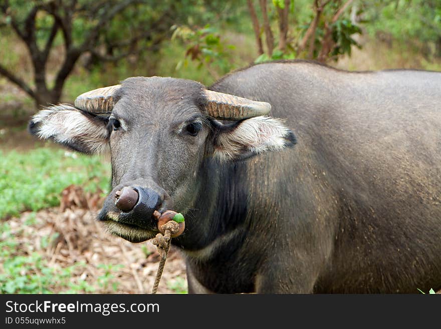 Water buffalo