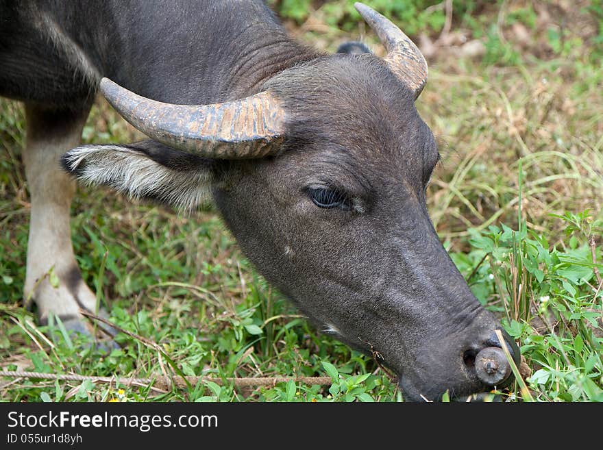 Water buffalo eating grass