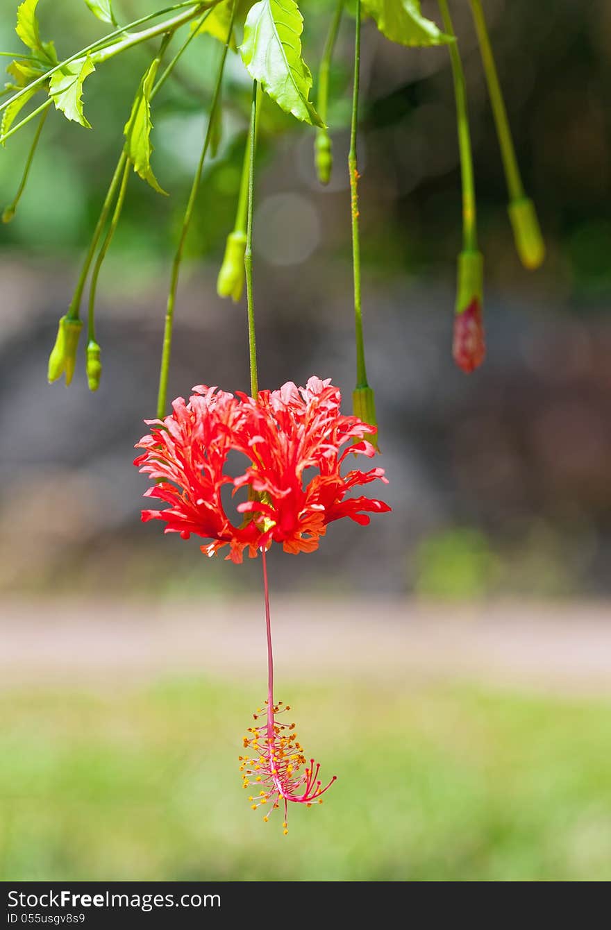 Close up of hanging down red hibiscus