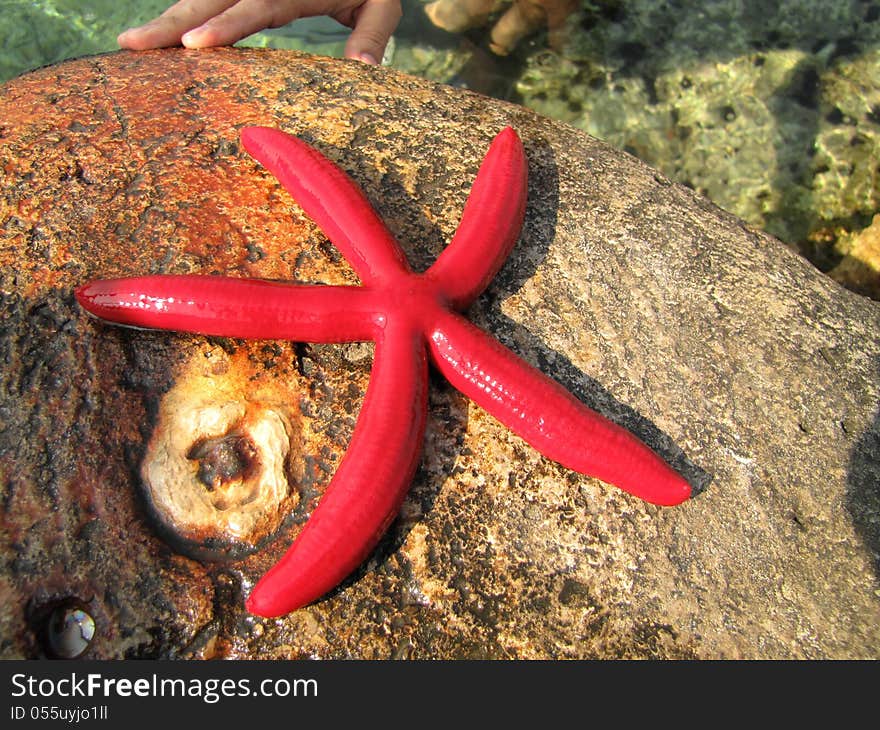 Red starfish posing on wet stone (returned into the sea immediately after shot)