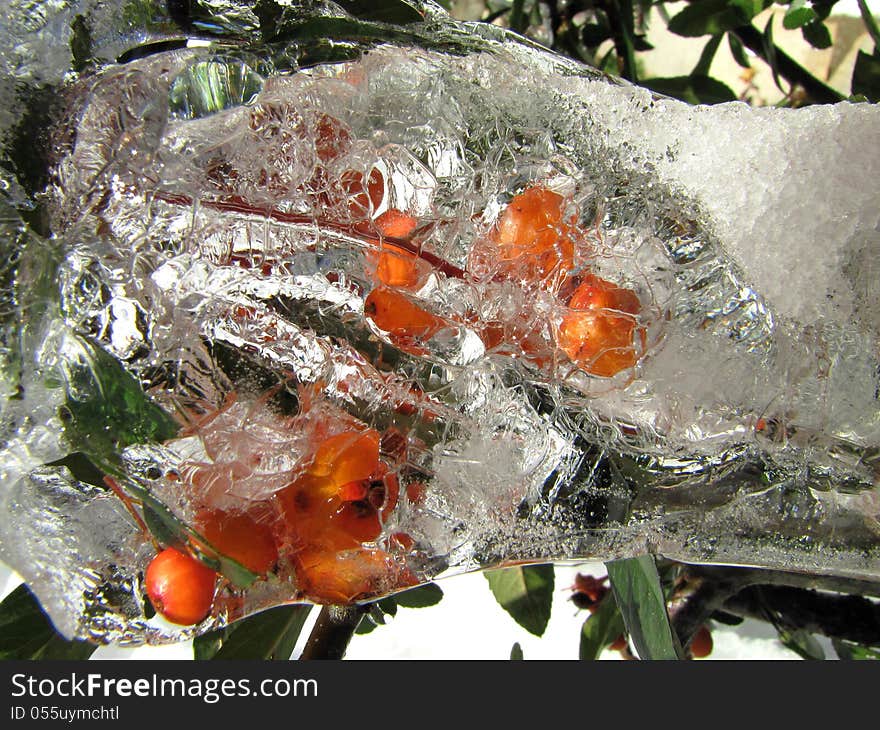 Frozen Ash Berries