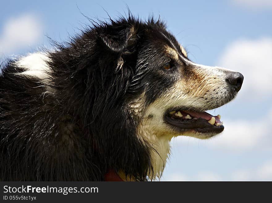 Side view close up of a Border Collie looking ahead with mouth part open and slightly wet coat in parts