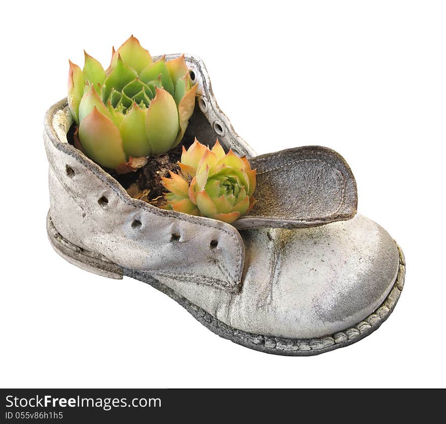 Old Baby Shoe And Plant Isolated