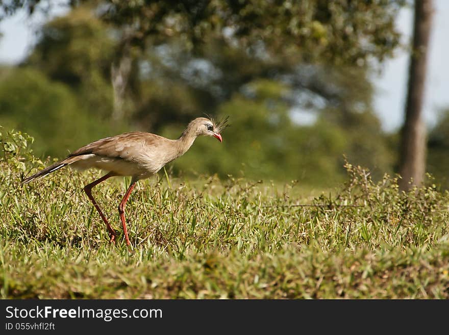 Hunting Red-legged Seriema